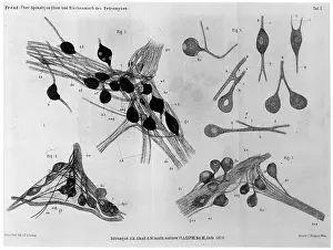 Cord: FREUD/AMMOCOETES/261