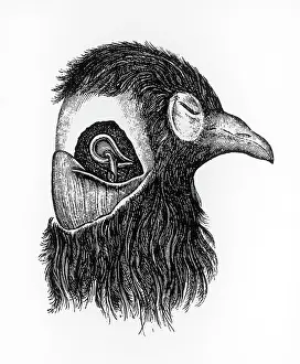 Dissecting: FREUD/BREUER'S BIRD/265