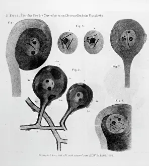 Nerve: FREUD/CRAYFISH CELLS/262