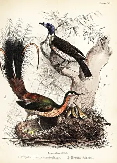 Ornithologist: Friarbird and lyrebird