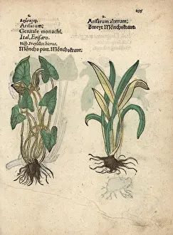 Vulgare: Friar's cowl, Arisarum vulgare
