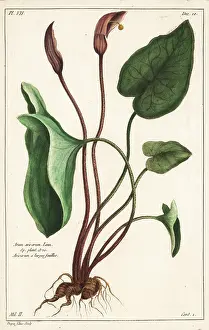 Filius: Friar's cowl or larus, Arisarum vulgare