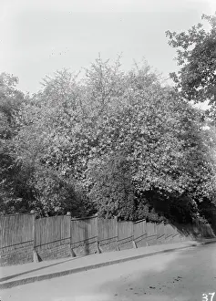 Beadle: Friday Hill, Erith Road