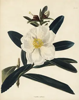 Loddiges: Fried egg plant, Gordonia axillaris
