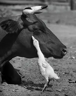 Belozyorov: Friends, 1982