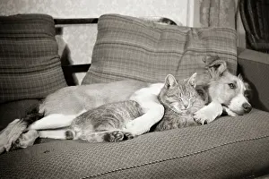 Mutt: Friends Cat and Dog Sleeping Together on a Couch