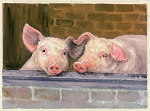 Pigsty: Friends ??two pigs looking over a wall