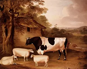 Calves: Friesian Bull