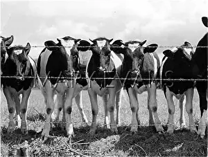 Friesian: FRIESIAN CALVES
