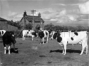 Friesian: FRIESIAN CATTLE