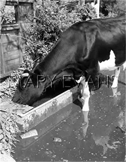Friesian: FRIESIAN COW