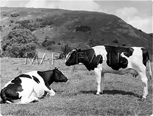 Friesian: FRIESIAN COWS