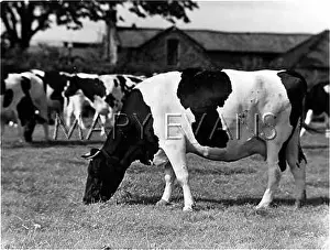 Friesian: FRIESIAN COWS