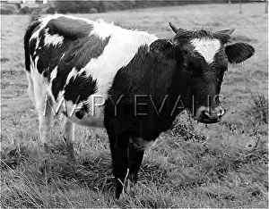 Heifer: FRIESIAN HEIFER