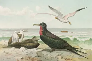 Chested: FRIGATE BIRD