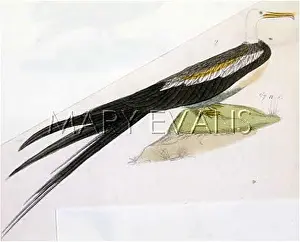 Chested: FRIGATE BIRD