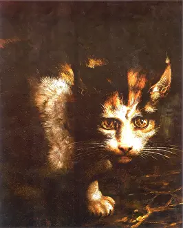 Giulio: Frightened Cat