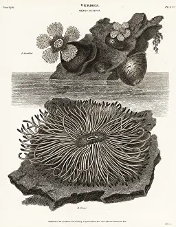 Universal Dictionary: Frilled anemone, Metridium senile
