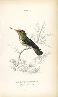 Coquette: Frilled coquette, Lophornis magnificus, female