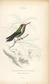 Coquette: Frilled coquette, Lophornis magnificus, young male