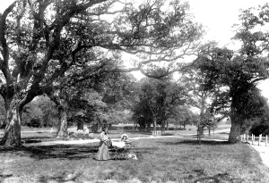 Frimley: Frimley, the Grove 1906