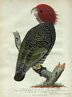 Cockatoos: Fringe Crested Cockatoo