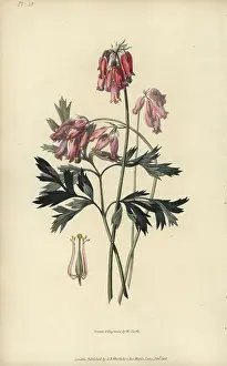 Conspicua: Fringed bleeding heart, Dicentra eximia