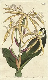Epidendrum: Fringed epidendrum orchid, native of the Americas