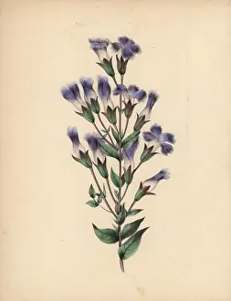 Clarissa: Fringed gentian with blue, lilac and white