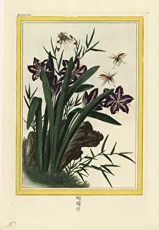 Brisson: Fringed iris or shaga, Iris japonica