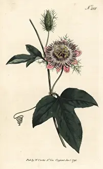 Passionflower: Fringed-leaved passionflower, Passiflora ciliata