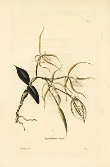 Ciliaris: Fringed star orchid, Epidendrum ciliare