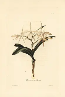 Epidendrum: Fringed star orchid, Epidendrum ciliare