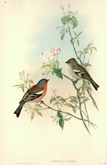 Fringilla: Fringilla coelebs, chaffinch