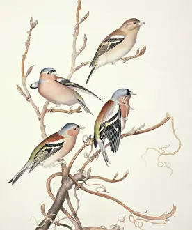Forehead: Fringilla coelebs, chaffinch