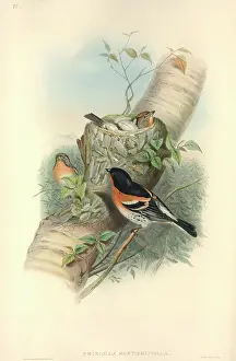 Bramble: Fringilla montifringilla, brambling