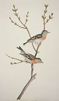 Fringilla: Fringilla montifringilla, brambling