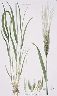 Triticum: Friticum hordeiforme, wheat
