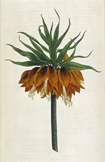 Imperialis: Fritillaria Imperialis