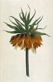 Imperialis: Fritillaria Imperialis