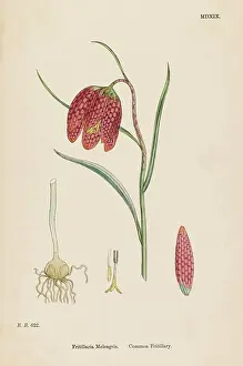 Meleagris: Fritillaria Meleagris