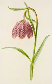 Meleagris: FRITILLARIA MELEAGRIS