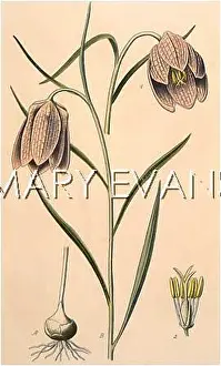 Meleagris: FRITILLARIA MELEAGRIS