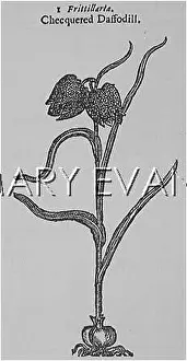 Meleagris: FRITILLARIA MELEAGRIS