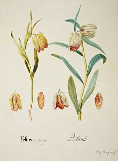 Brush Footed: Fritillaria sp. fritillary