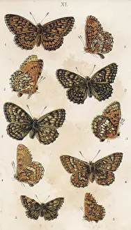 Fritillaries: FRITILLARIES