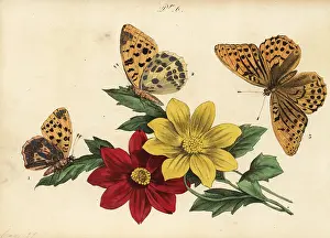 Pauquet: Fritillary butterflies