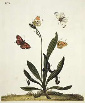Fritillary: Fritillary butterflies