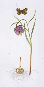 Fritillary: Fritillary and butterfly