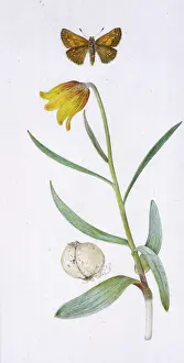Fritillary: Fritillary and butterfly